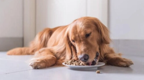 狗食馬鈴薯泥做法
