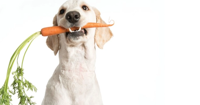 紅蘿蔔對狗狗的好處