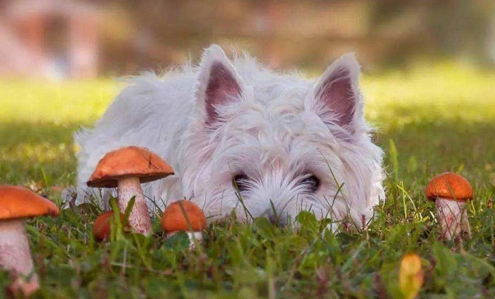 狗狗库欣氏症症状 狗狗库欣氏症症状