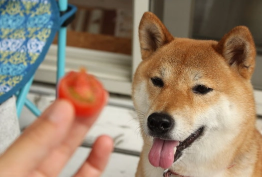 番茄對狗的影響