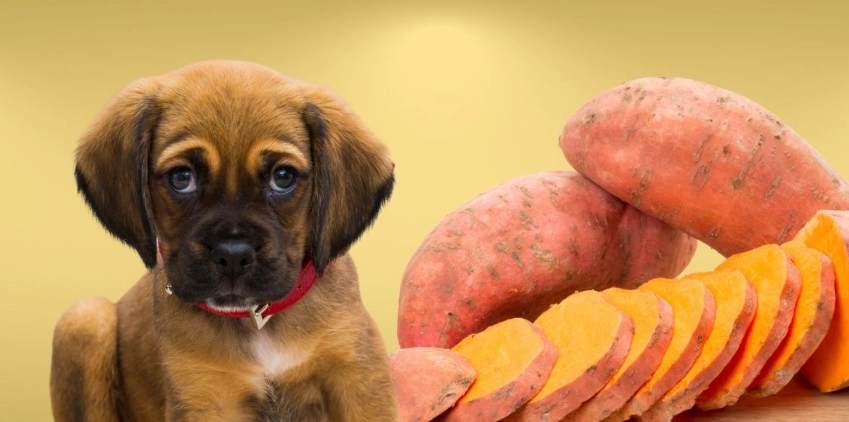 狗狗飲食安全注意事項