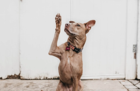 狗狗蛋白质食物