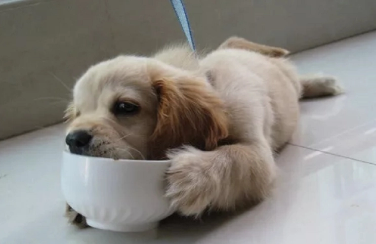 狗飯食譜 狗飯食譜