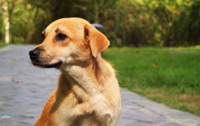 狗食杏仁果安全嗎
