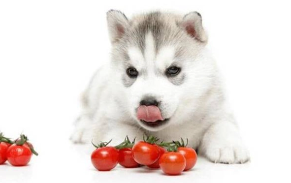 番茄醬對狗的影響