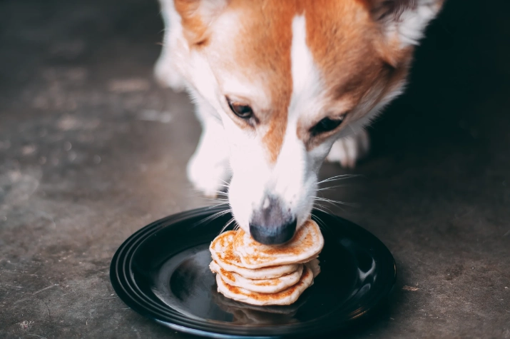 鬆餅對狗有害