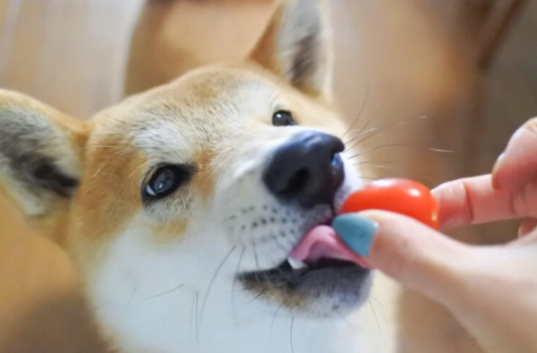 番茄對狗的影響