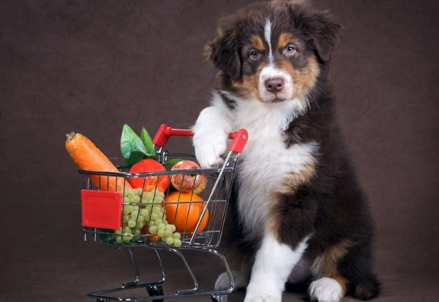 狗狗库欣氏症预后 狗狗库欣氏症预后