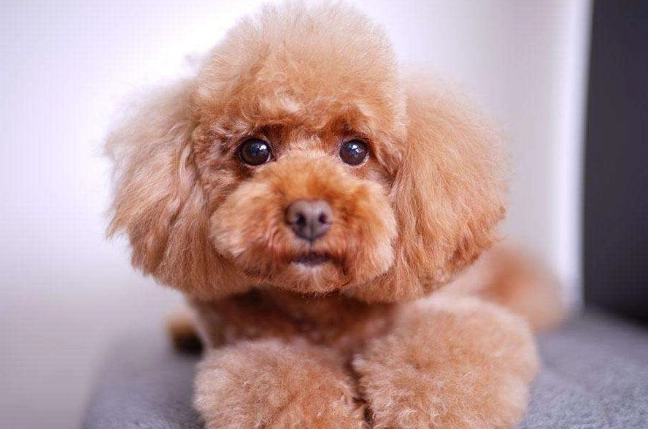 老年貴賓狗照護