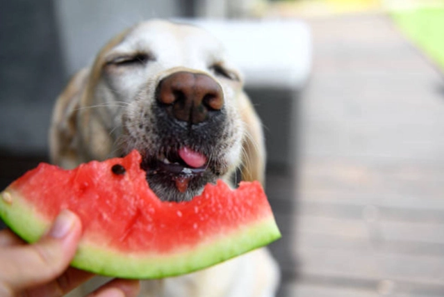 如何餵狗狗節瓜