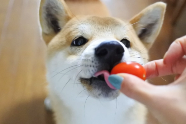 狗狗吃番茄安全嗎