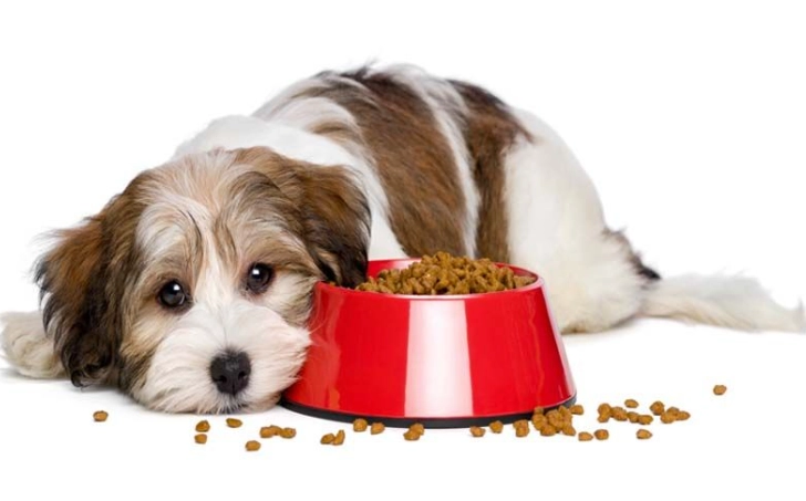 寵物麵粉選擇 寵物麵粉選擇