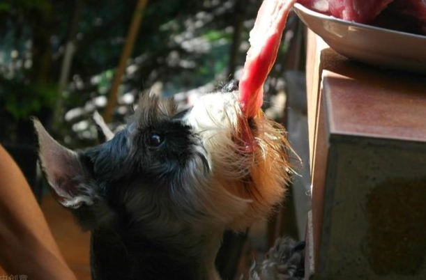 金針菇對狗的影響