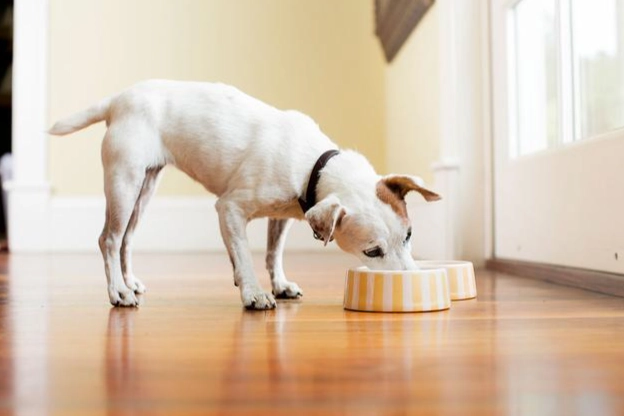 狗狗吃薑安全嗎 狗狗吃薑安全嗎