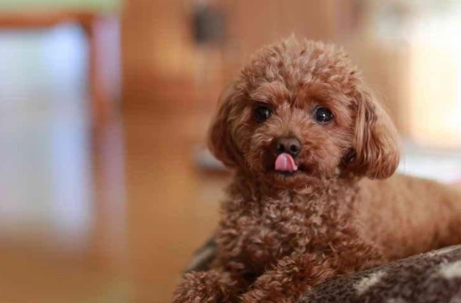 貴賓狗發抖怎麼辦