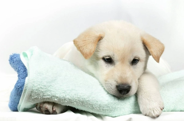 狗狗發抖喘氣原因