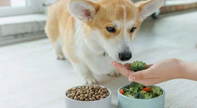 狗狗飲食禁忌 狗狗飲食禁忌