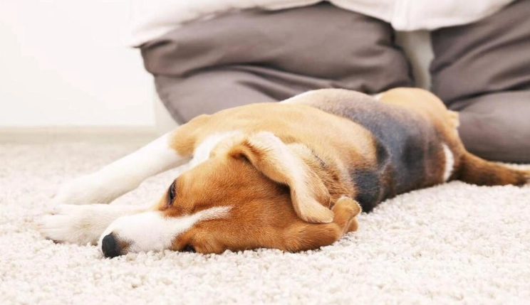 狗狗睡地板改善