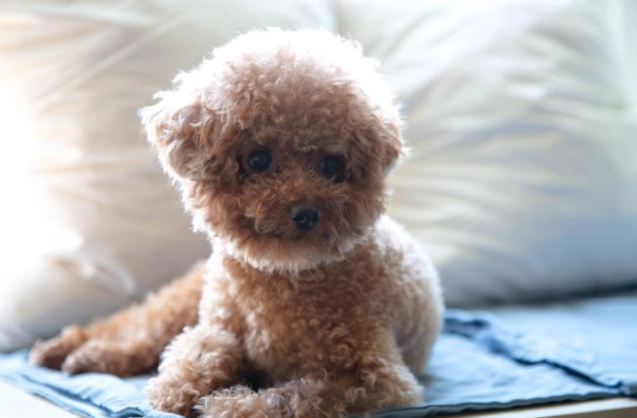 貴賓狗智商測試