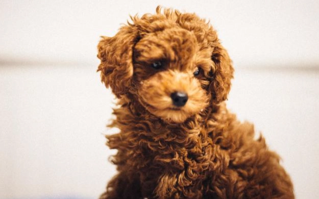 狗狗吃雞蛋注意事項