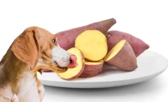 栗子地瓜對狗狗的好處