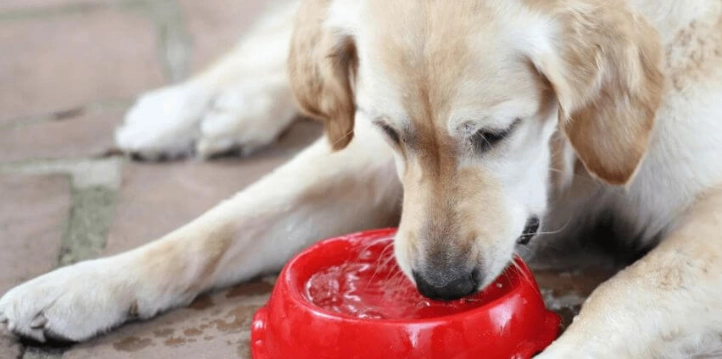 寵物飲料禁忌 寵物飲料禁忌