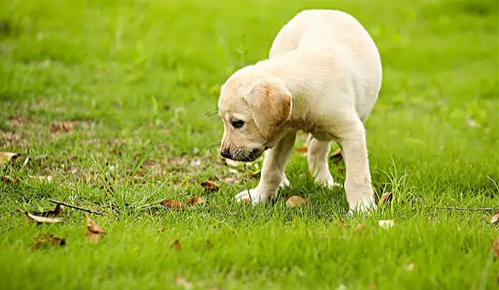 開心果對狗有害