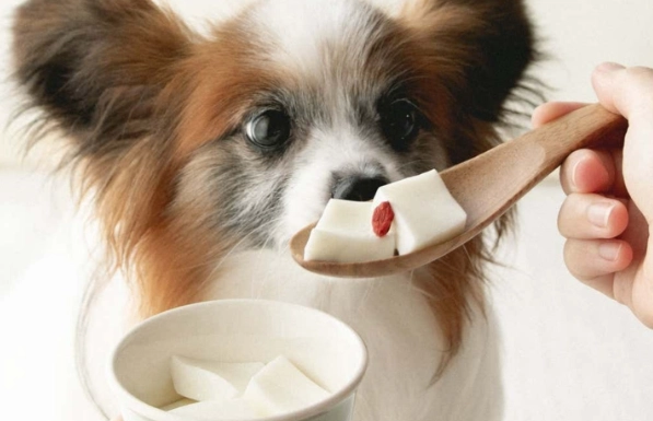 狗狗吃杏仁豆腐 狗狗吃杏仁豆腐