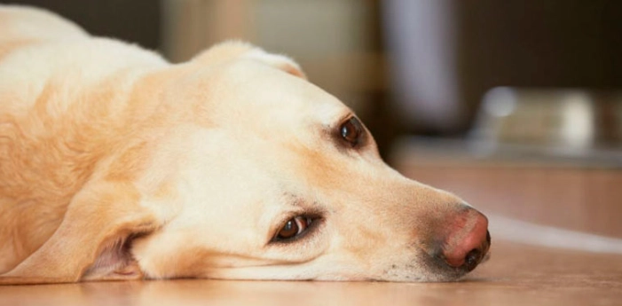 狗狗鮮食包推薦