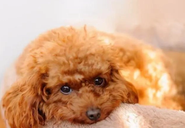 貴賓狗健康老化