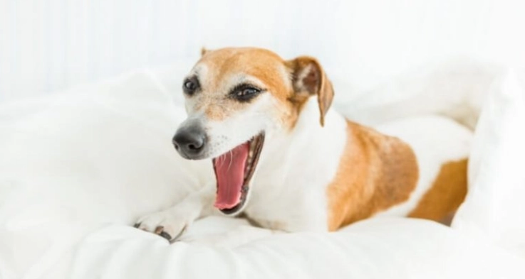 狗狗嚶嚶叫原因