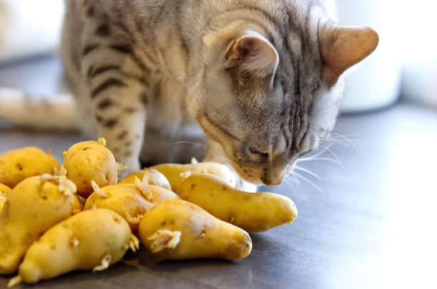 馬鈴薯貓飲食 馬鈴薯貓飲食