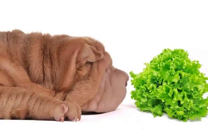 生高麗菜對狗狗的影響 生高麗菜對狗狗的影響