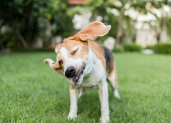 狗狗發抖怎麼辦