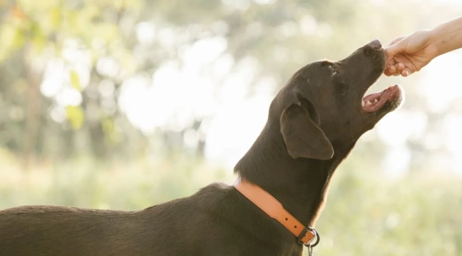 狗蛋喂食建議 狗蛋喂食建議
