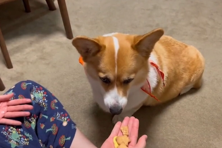 小番茄對狗的影響