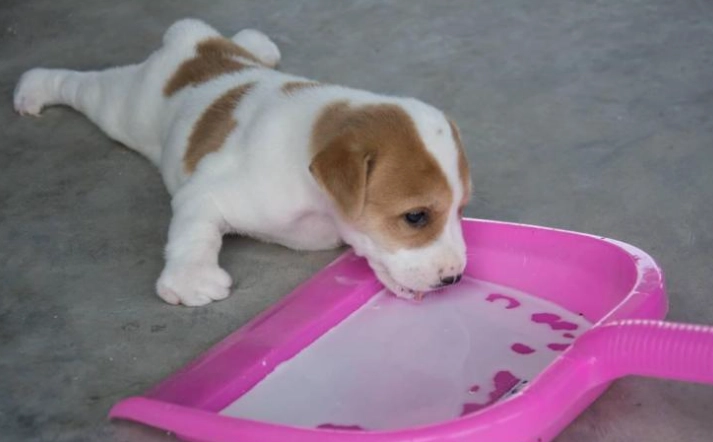 狗狗可以吃饽頭嗎