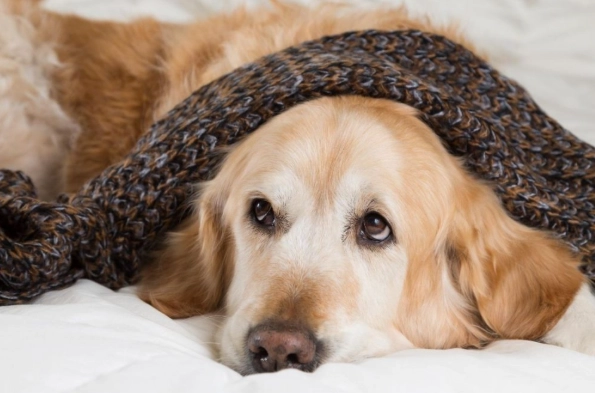 狗狗發抖怎麼辦