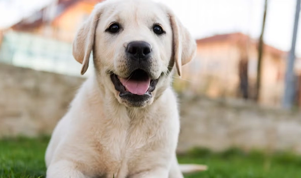 贝果对狗有害吗