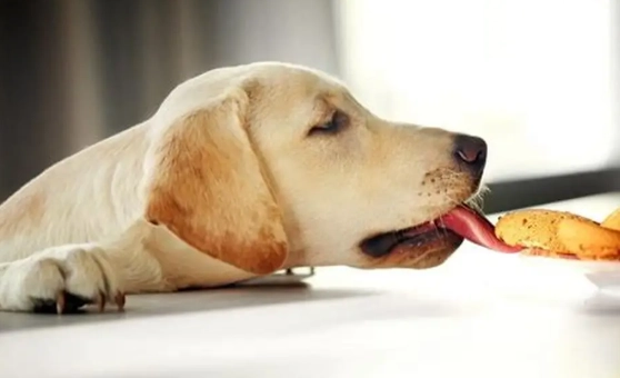 馬鈴薯皮對狗的影響