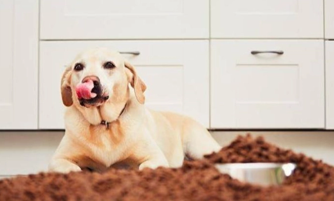 木耳對狗狗的影響