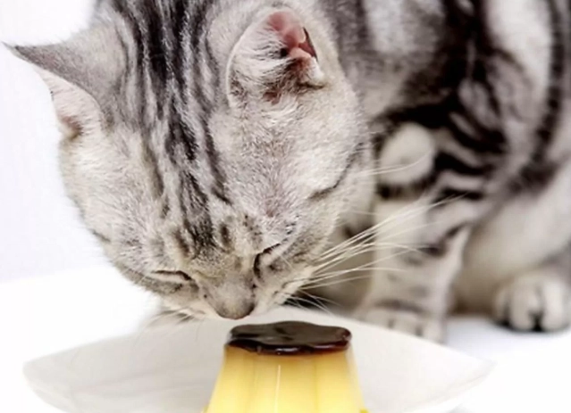 貓蜂蜜好處壞處