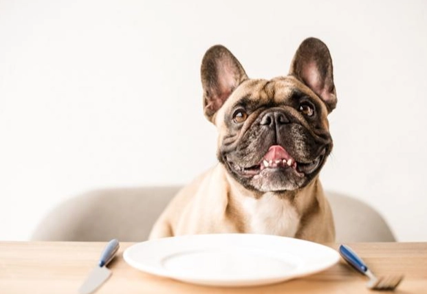 狗飲食安全 狗飲食安全