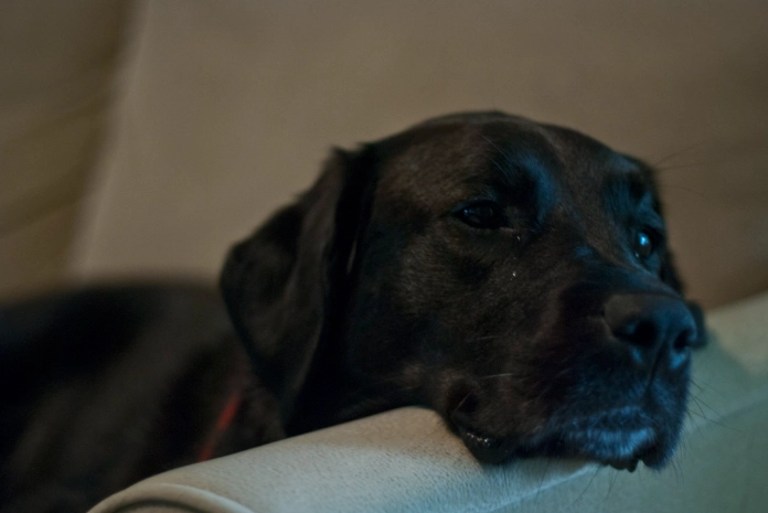 狗狗鮮食包推薦