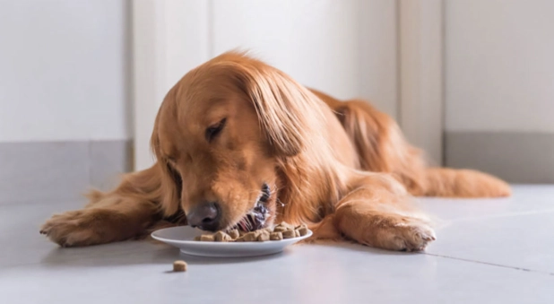 核桃對狗的毒性