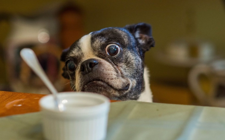 咖啡對狗的影響