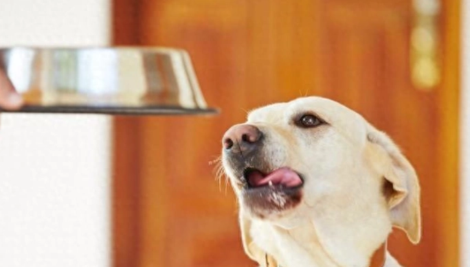 杏仁豆腐對狗有害 杏仁豆腐對狗有害