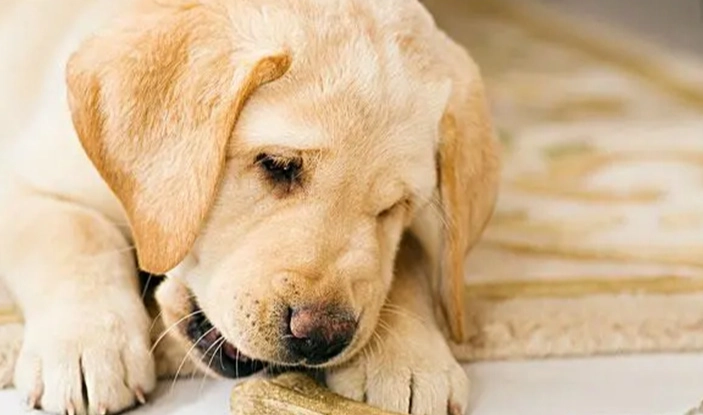 木耳對狗狗的影響