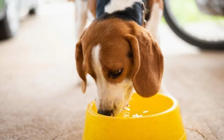 狗狗飲水安全 狗狗飲水安全