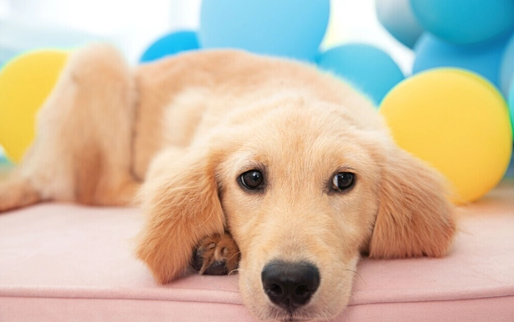 狗狗水果餵食建議